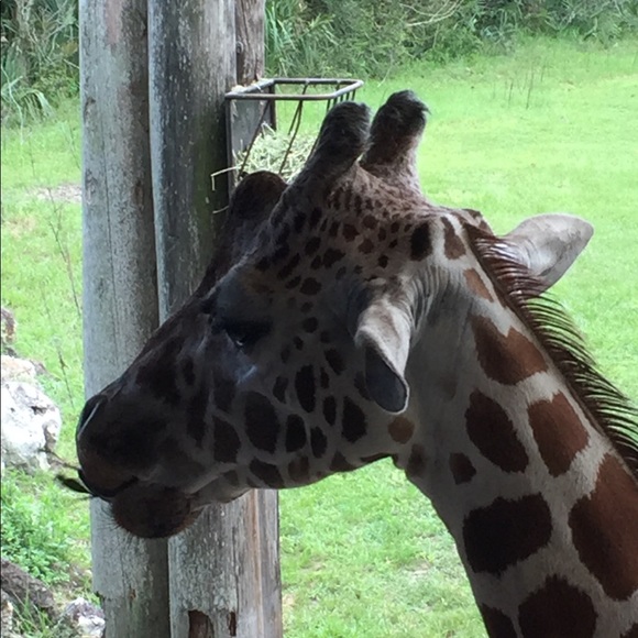 Meet your Posher, Michelle - Picture 1 of 1